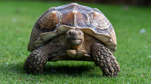 istock Sulcata Tortoise Walking on grass 1177474083
