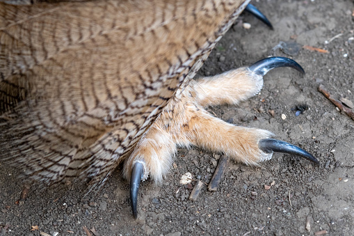 Close up Eurasian Eagle Owl Foot and Talons