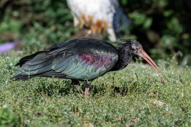 istock Northern bald ibis Searching for Food 1177474486