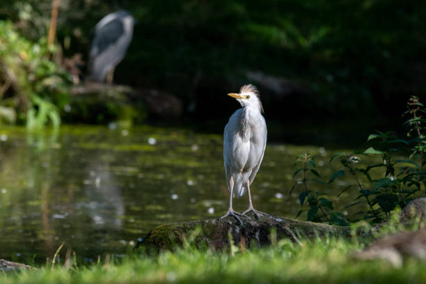 istock Cattle Egret Standing on a Rock Near a Pond 1177474543