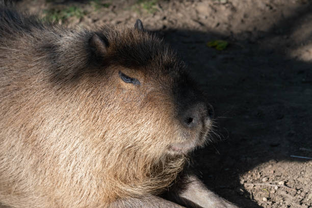 istock Portrait of a Capybara Resting on the Ground 1177474585