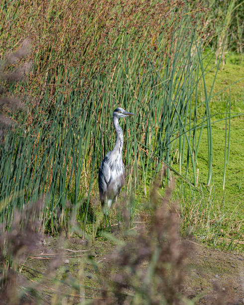 istock Grey Heron Standing in Tall Reeds 1177474599