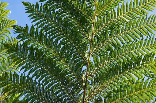 A close up of intricate fern fronds against the blue sky