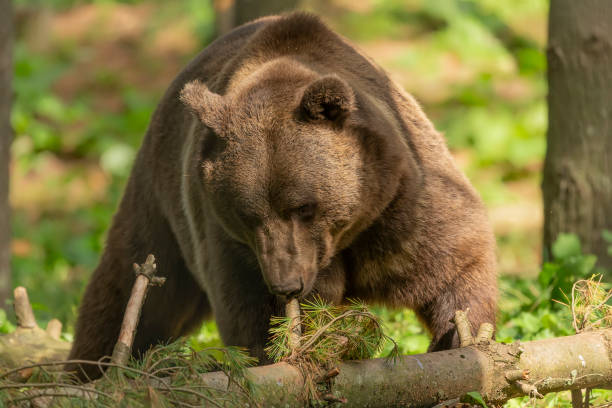 istock The brown bear (Ursus arctos) in its natural environment natural scene from forest habitat 1177476072
