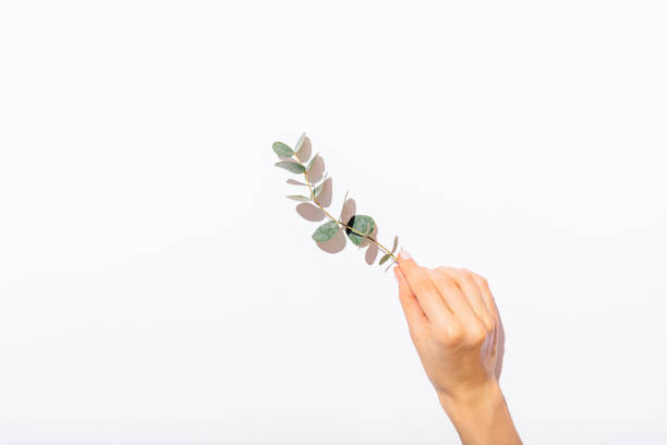 istock Graceful female hand holding branch of eucalyptus 1177478075