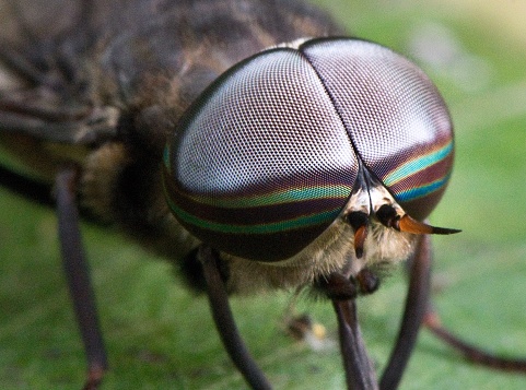 Compound eyes insect vision macro close up vector