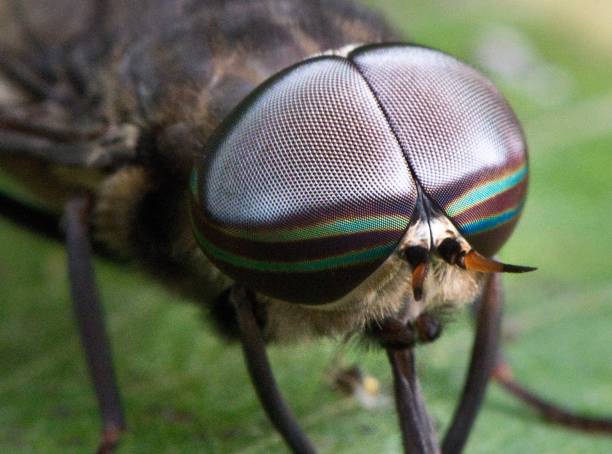 Compound Eyes - Insect Vision Compound eyes insect vision macro close up vector horse fly photos stock pictures, royalty-free photos & images