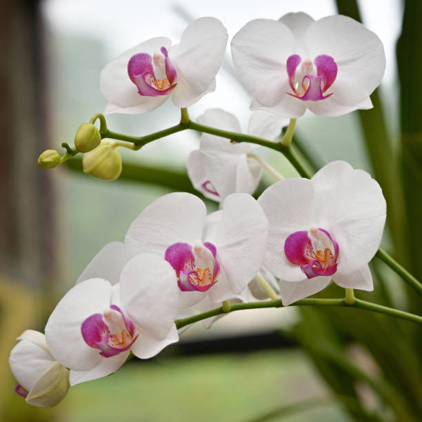 istock White and pink orchids, Sri Lanka 1177478462