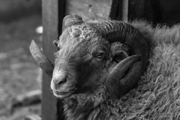 istock Black shaggy ram with big round horns 1177482050