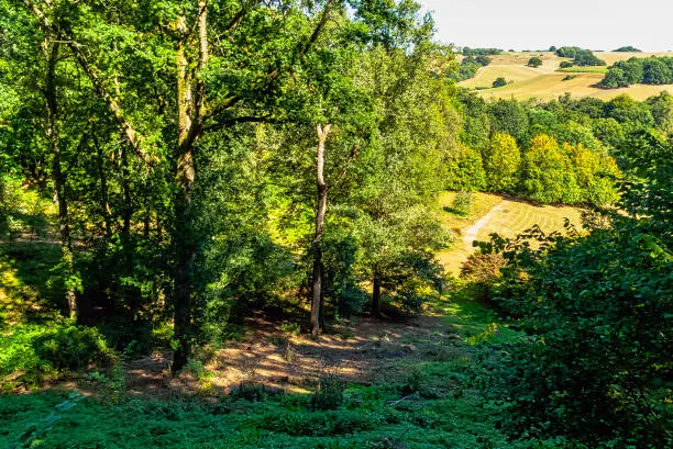 Photo of Sunny day in Winkworth Arboretum park, Godalming, Surrey, United Kingdom