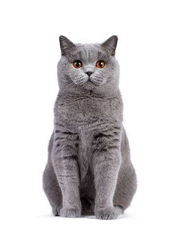 Impressive light blue young adult British Shorthair female cat, sitting up facing front. Looking with cute head tilt and bright orange eyes straight to camera. Isolated on white background.
