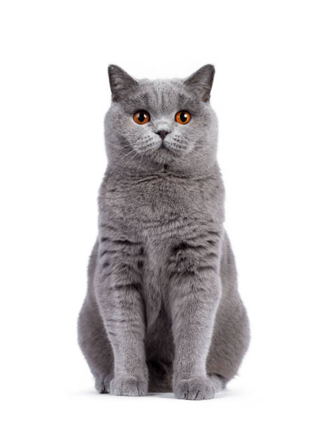 Blue female British Shorthair cat on white Impressive light blue young adult British Shorthair female cat, sitting up facing front. Looking with cute head tilt and bright orange eyes straight to camera. Isolated on white background. british shorthair cat photos stock pictures, royalty-free photos & images