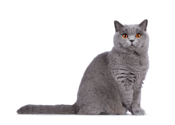 istock Blue female British Shorthair cat on white 1177483820