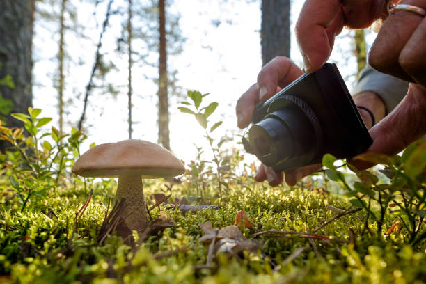 istock Man shooting orange cap boletus on camera. 1177483901