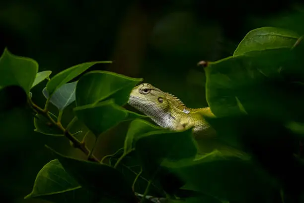 Photo of green colour lizard.