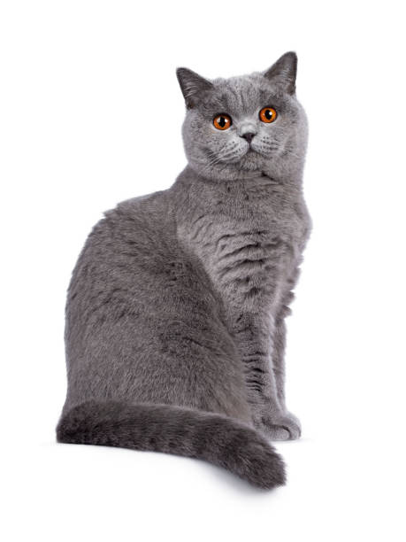 istock Blue female British Shorthair cat on white 1177484061