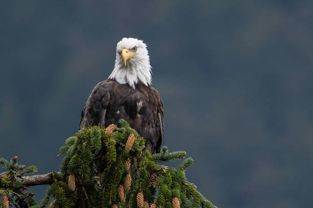 istock Alaska Bald Eagle perching near water and diving in water for fish during salmon run 1177484500
