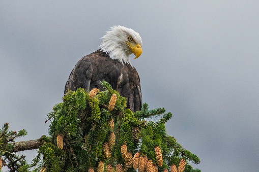 Alaskan Bald Eagle perched or diving in water for salmon near Haines