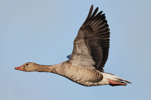 istock The wild geese come... Grey goose... Greylag Goose... 1177484578