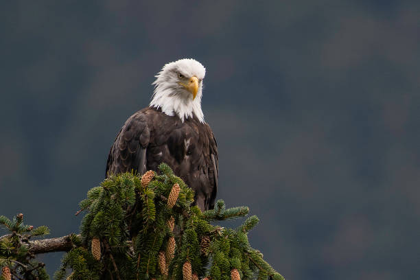 istock Alaska Bald Eagle perching near water and diving in water for fish during salmon run 1177484621