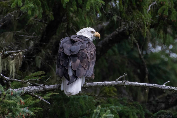 istock Alaska Bald Eagle perching near water and diving in water for fish during salmon run 1177485744