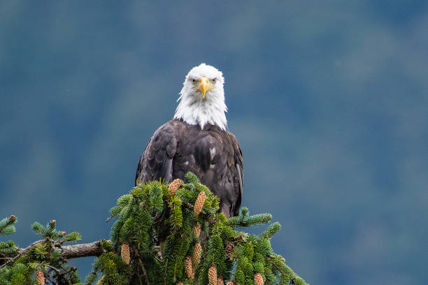 istock Alaska Bald Eagle perching near water and diving in water for fish during salmon run 1177486643