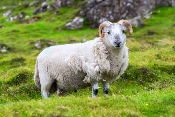 istock Scottish sheep grazing, Highlands, Scotland 1177486752