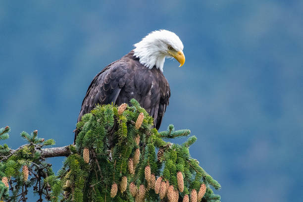 istock Alaska Bald Eagle perching near water and diving in water for fish during salmon run 1177487112