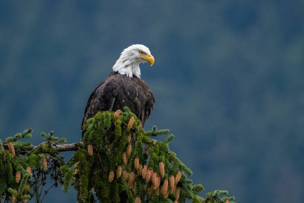 istock Alaska Bald Eagle perching near water and diving in water for fish during salmon run 1177487346
