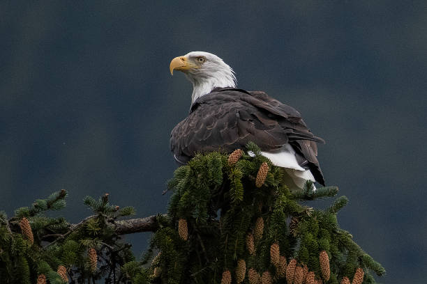 istock Alaska Bald Eagle perching near water and diving in water for fish during salmon run 1177487942