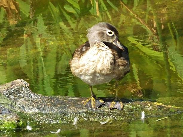 istock Wood Duck (Aix sponsa) resting on a log in the Florida wetlands 1177488444