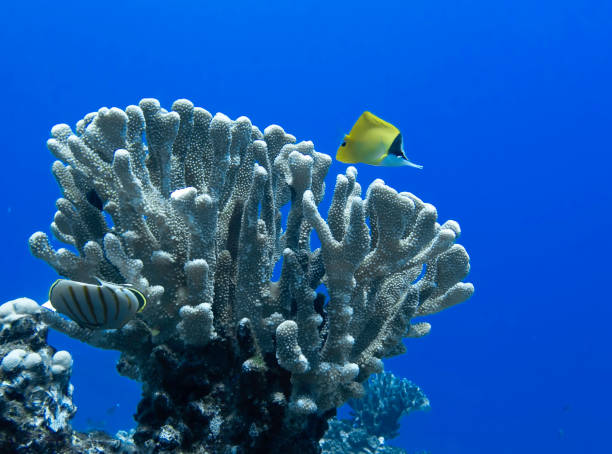 istock Single Tropical Fish with Coral on Bright Blue Ocean Background 1177488637