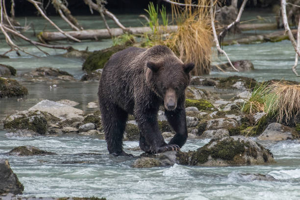 Alaska coastal Brown bear fishing during salmon run Alaskan coastal Brown bear fishing near Haines - bear wades or swims looking for salmon. He dives for one when it comes into view, then eats it immediately. They can eat around 30 a day.. Brown bear's distinctive features are the hump on the shoulders and the dish shaped face. brown bear catching salmon stock pictures, royalty-free photos & images