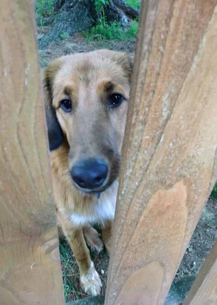 istock Puppy Eyes wants to play 1177488981
