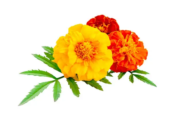 Photo of Three marigolds isolated on a white background. French calendula with red and yellow flowers close-up. Marigold flower, Marigold erect, Mexican marigold isolated on white background.