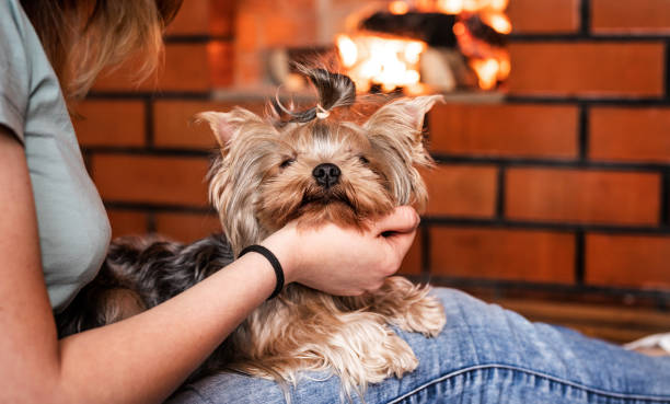 istock Woman with yorkshire terrier near fireplace 1177491734