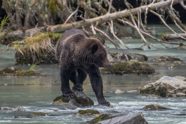 istock Alaska coastal Brown bear fishing during salmon run 1177493962