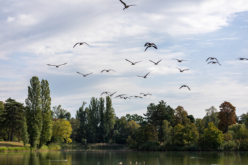 Geese Flying Across the Lake in Germany