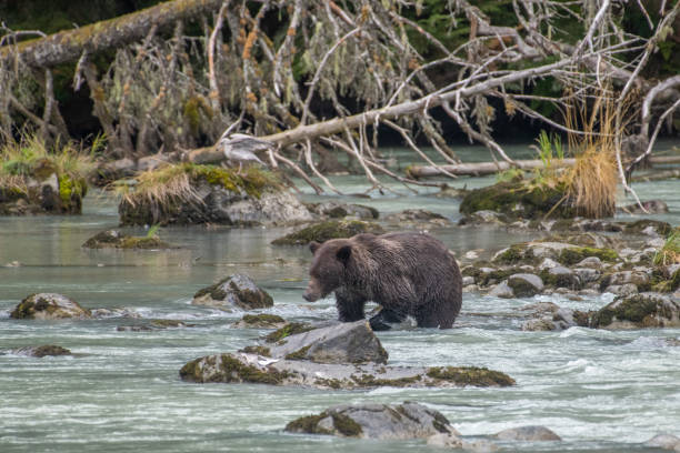 istock Alaska coastal Brown bear fishing during salmon run 1177495607