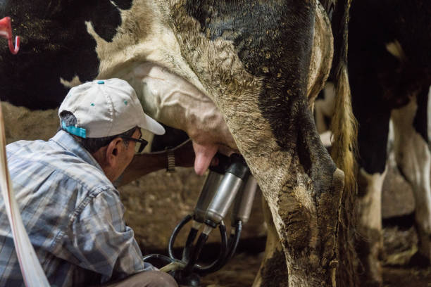 istock Senior men milking cow 1177497976