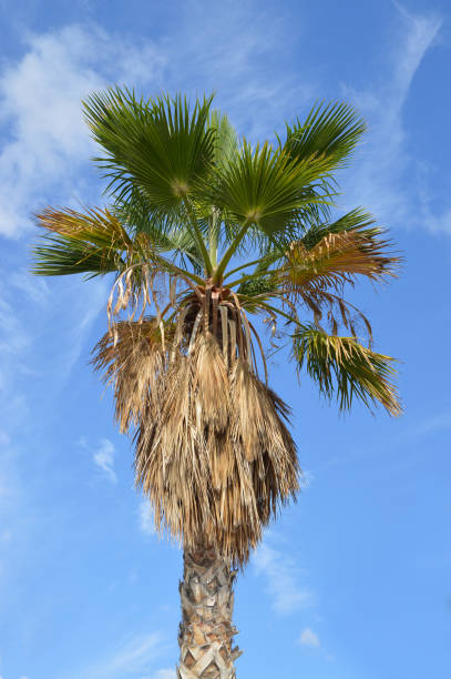 Windmill Palm with Dead Leaves Windmill Palm Tree (Trachycarpus fortunei) with brown dead leaves needs trimming blue sky clouds trachycarpus photos stock pictures, royalty-free photos & images