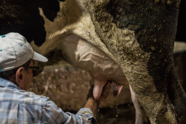 istock Senior men milking cow 1177498058