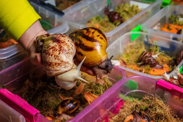 Breeding of giant African snails. In the hands of the breeder Achatina reticulata light head and Achatina tiger. Against the backdrop of many containers with moss sphagnum and young snails
