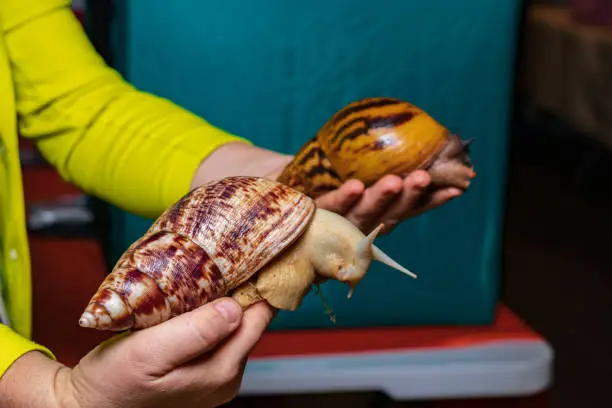 Front giant African snail Achatina reticulata light head. Behind a large snail Achatina tiger. Mollusks in the hands of the breeder.