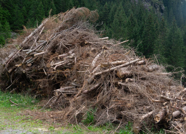 istock Felled trees, dry twigs, stacked in a pile 1177501214