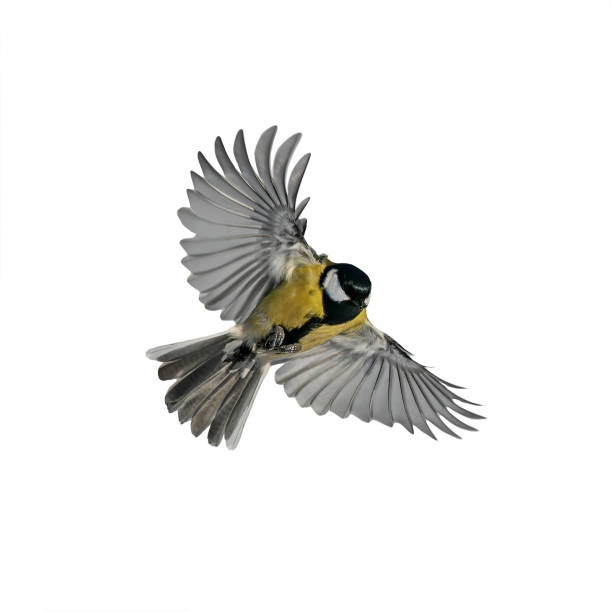 istock one small bird tit with large wings and spread feathers flying on white isolated background 1177502448