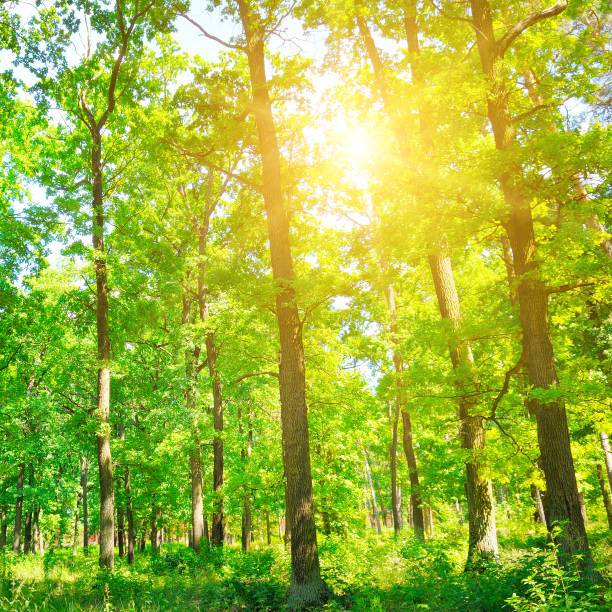 istock Bright sunny day in Spring forest. The sun rays illuminate green grass and trees. 1177503907