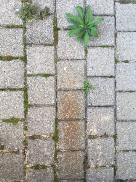 istock Paving Stones with Pest Plants 1177504153