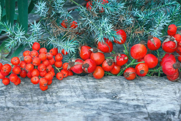 Red Berries And Juniper On Wooden Background Juniper branch, red rowan berries and rose hips on a rough wooden table. Conceptual festive natural background with space for copy. autumn copy space rural scene curing stock pictures, royalty-free photos & images