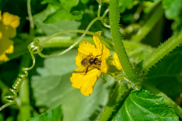 istock Beautiful  Bee macro in green nature 1177509224